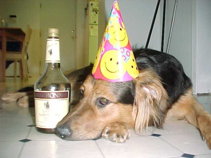 party_dog